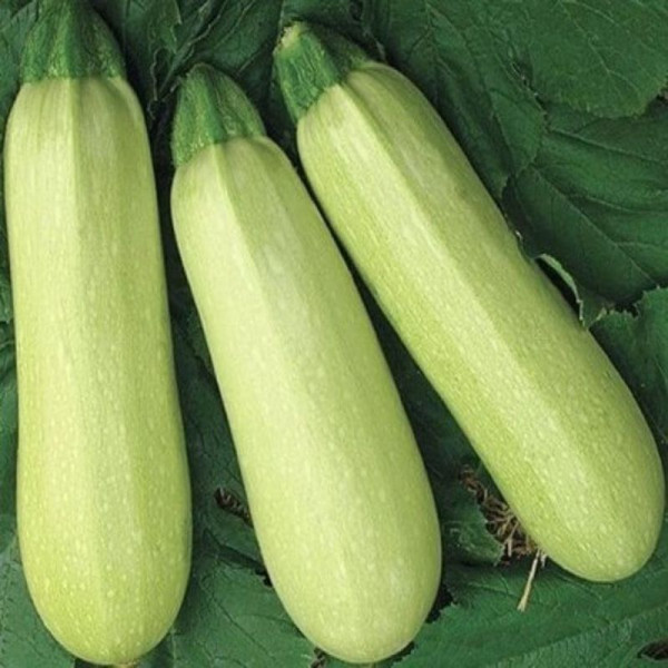 Кабачок Чаклун кущовий 3гр