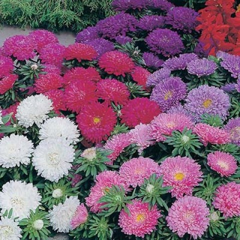 Айстра Карликова суміш 0,2г
