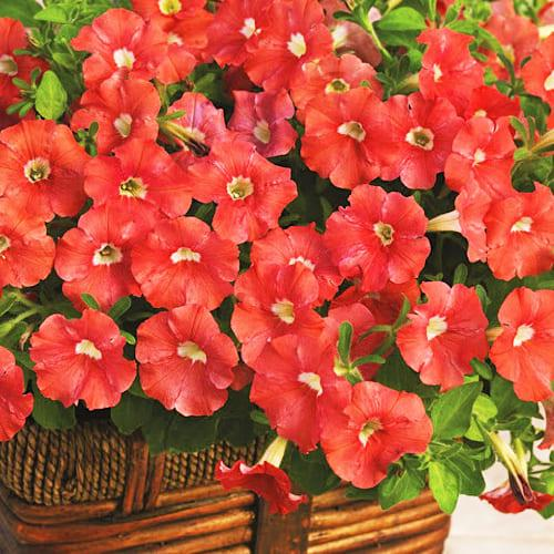 Петунія мініатюрна Лососева 0,1г