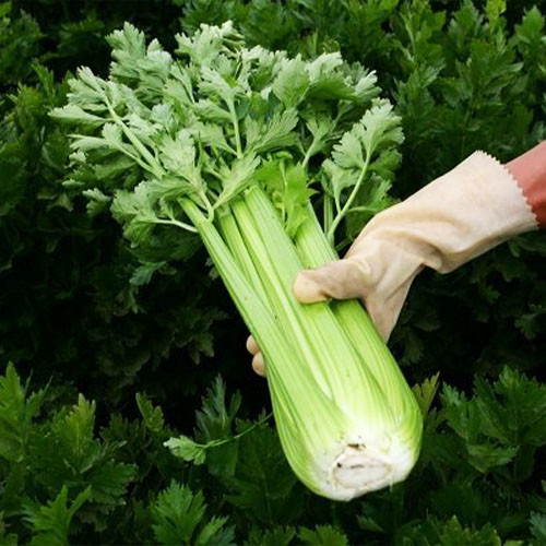 Селера черешкова Паскаль 0,5г (Я)