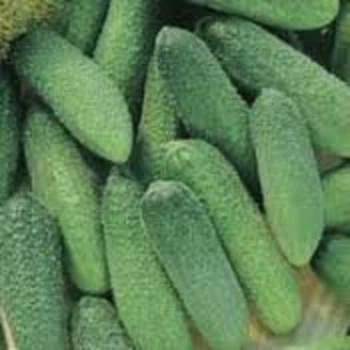 Огрірок корнішон Анулька (Банка) 50 нас Драже